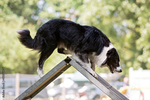 Billede på lærred border collie en agility