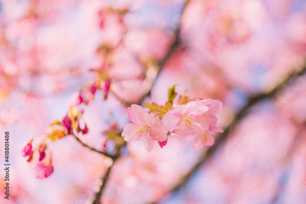 河津桜
Kawazu cherry blossoms
