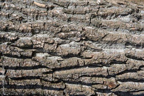 Tree bark texture. gray tree bark with a rough texture.