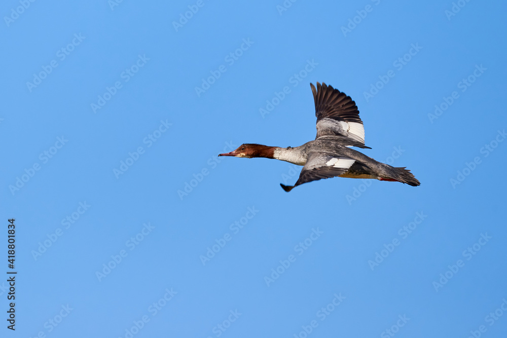 Common merganser or Goosander in flight (Mergus merganser) Female bird Common merganser or Goosander in flight (Mergus merganser) Female bird