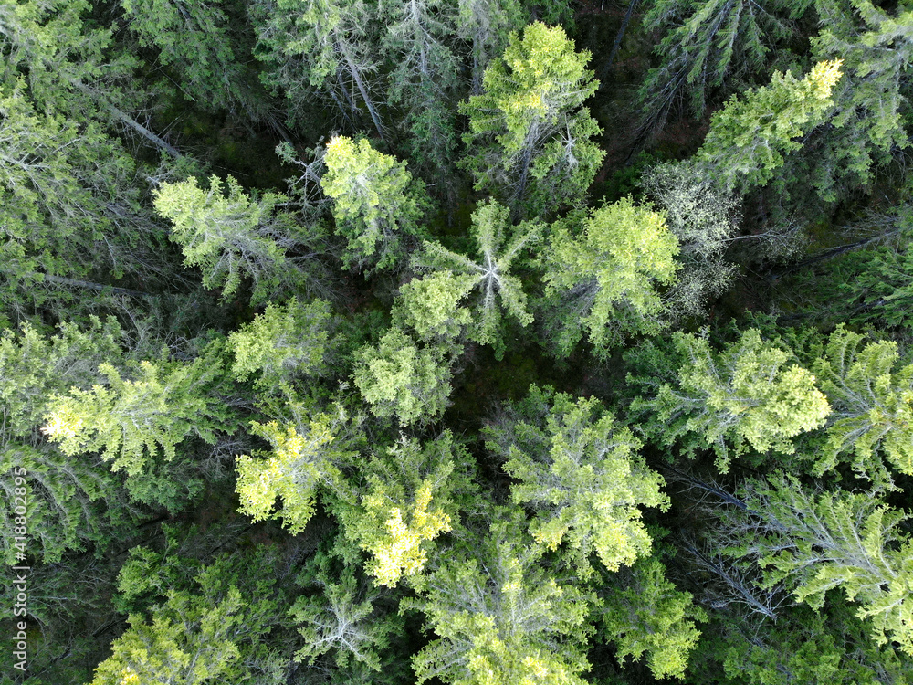 Treetops in a spruce forest, top view. Summer photography