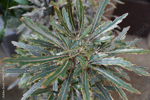 Unique green leaves of Falls Aralia  Bianca 