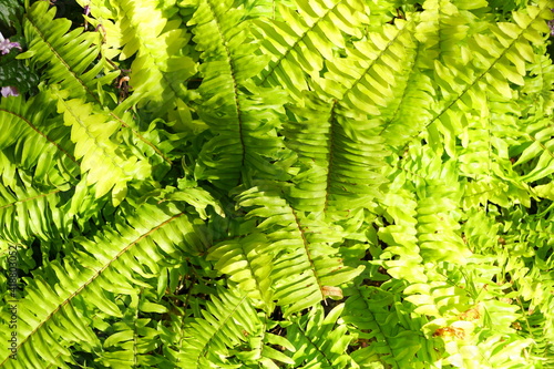 Cuadro en lienzo Boston Fern 'Rita's Gold' with scientific name Nephrolepis Exaltata