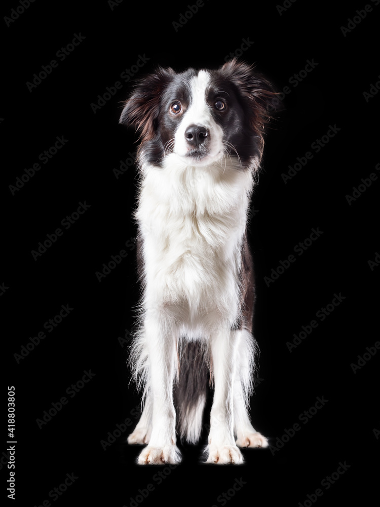 Isolated portrait of border collie breed dog of black and white color  on black background
