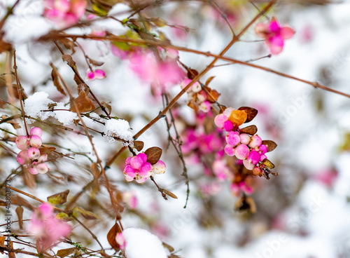 Beautiful branches of a Symphoricarpos, commonly known as the snowberry with bright pink berries covered with snow in winter frosty garden. Selective focus. Blurred winter background photo