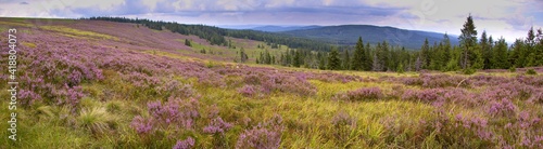 Panorama view to abandoned millitary area Brdy in Czech Republic with flowering heather