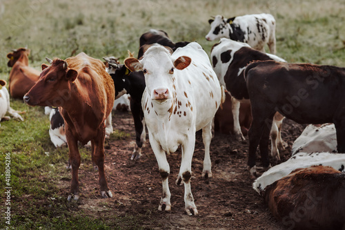 group of happy cows in the natural field at summertime © Svetlana Batura