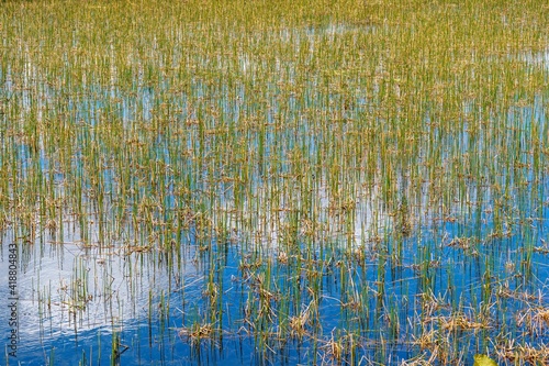 Фотография Emersed grasses growing in wetlands, with reflected sky - Chapel Trail Nature Pr
