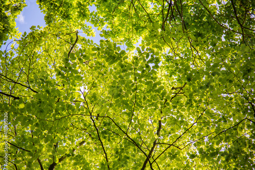 green leaves against light