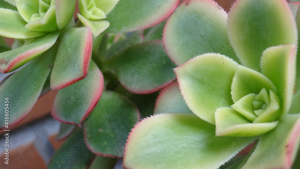 Echeveria Suculenta Echeveria Suculenta