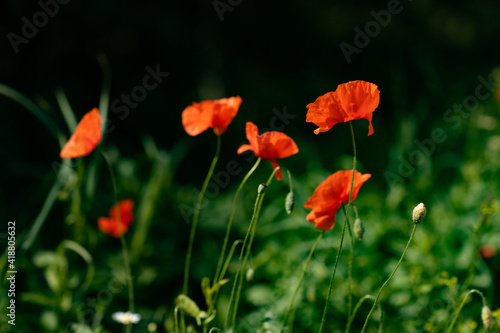 red poppies in the field of agricultural plant