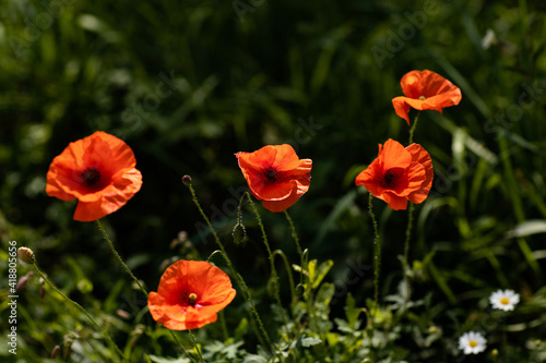 red poppies in the field of agricultural plant