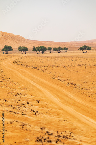 A group of trees in the desert of Oman.