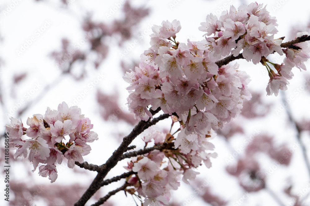 上野公園の桜