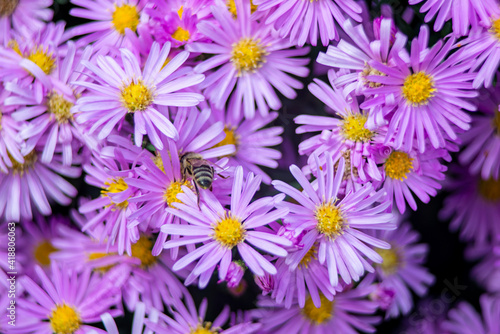 honey bee in purple spring flowers