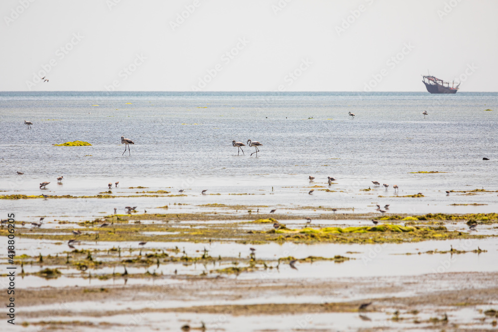 Flamingos and sea birds in a coastal marsh in Oman.