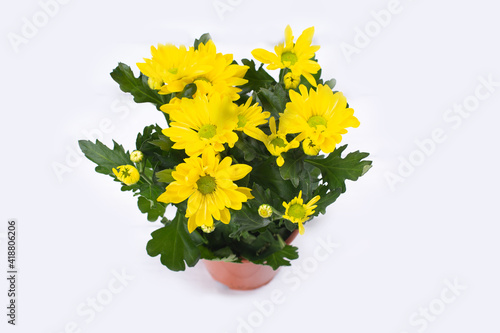 Beautiful bouquet of yellow chrysanthemum on white wooden background. photo