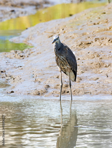 Nyctanassa Violacea species also known as crab heron, a tropical bird in his natural habitat, Osa, Costa Rica. photo