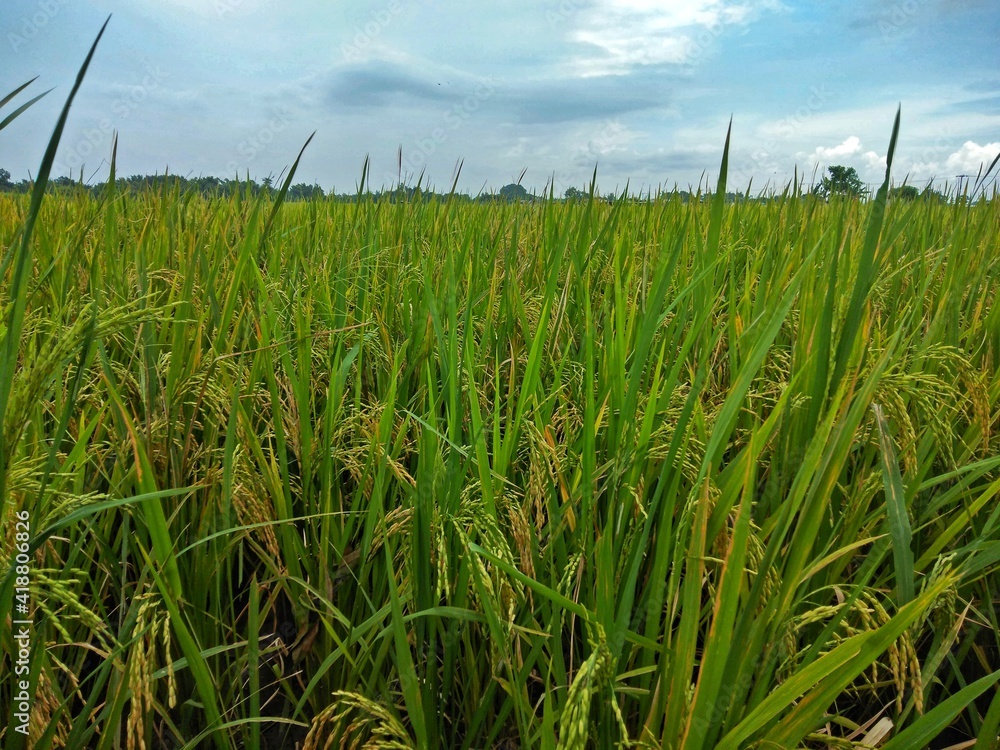 Fototapeta premium green wheat field and sky.rice field