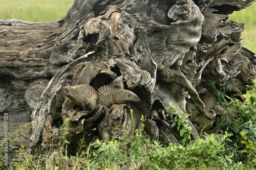 Banded mongooses living in fallen dead tree, Masai Mara Game Reserve, Kenya