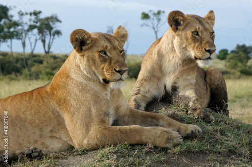 Female lions resting on top of termite mound, Masai Mara Game Reserve, Kenya