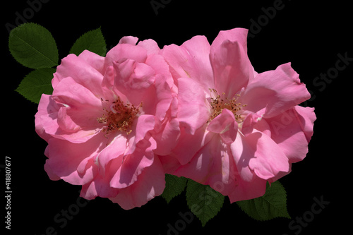 Rose flowers closeup. Shallow depth of field. Spring flower of pink roses isolated on black background