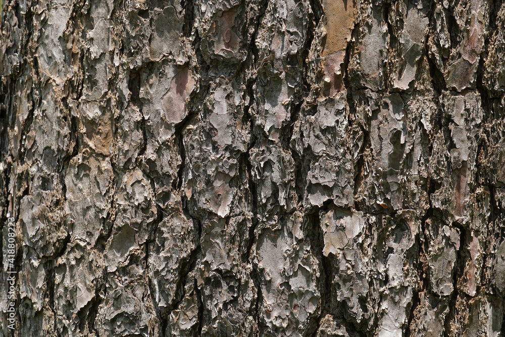 Old Wood Texture for nature Background. Old Wood Texture for nature Background.