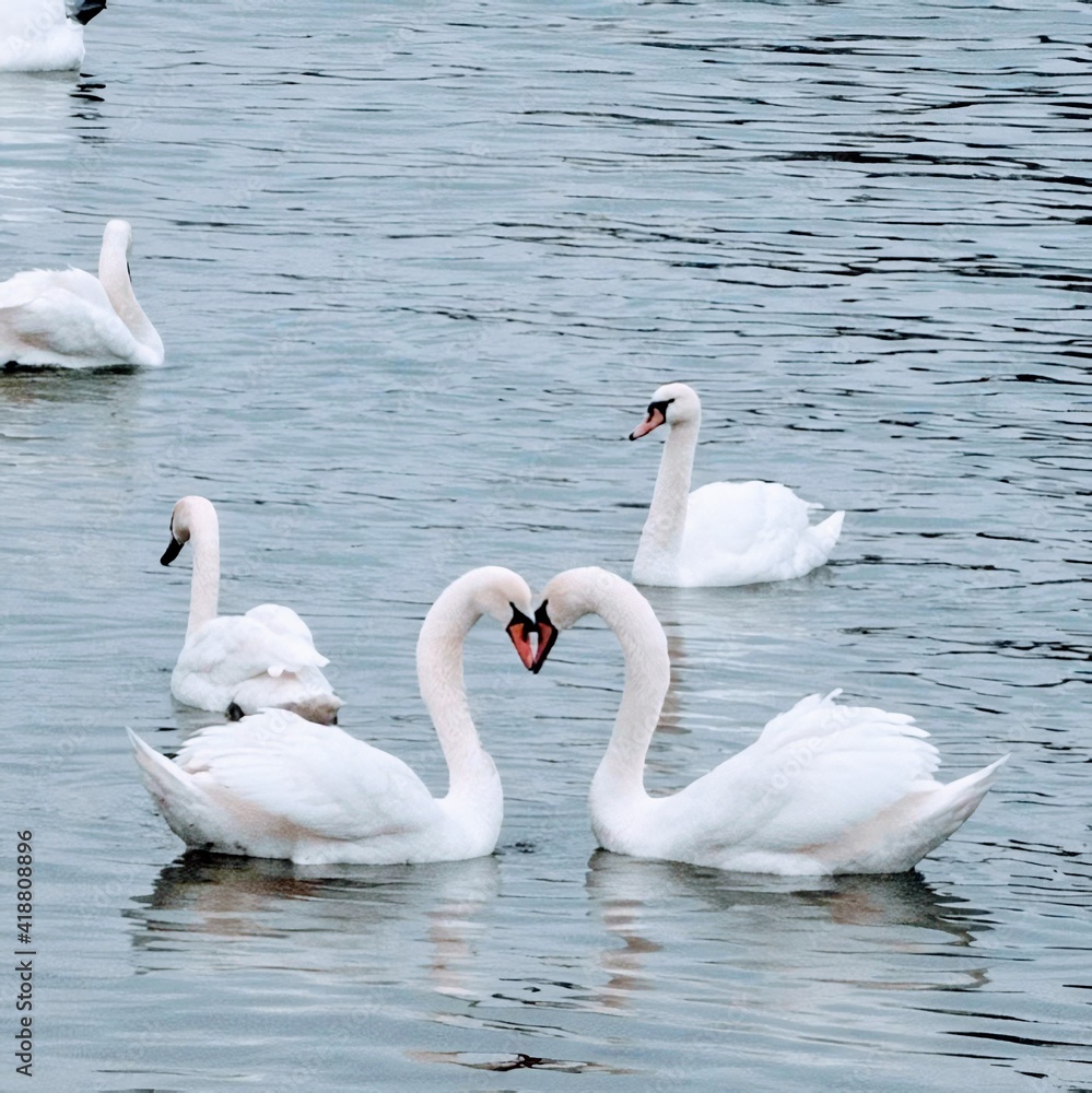 Fototapeta premium swans on the lake