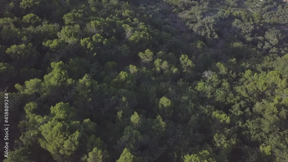 Aerial green trees forest from above at sunny day Aerial green trees forest from above at sunny day