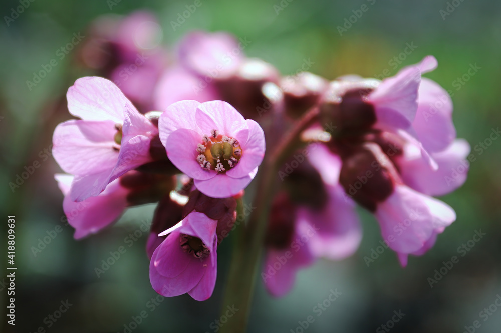 Macro view of bergina trumpet blossoms in bloom Macro view of bergina trumpet blossoms in bloom
