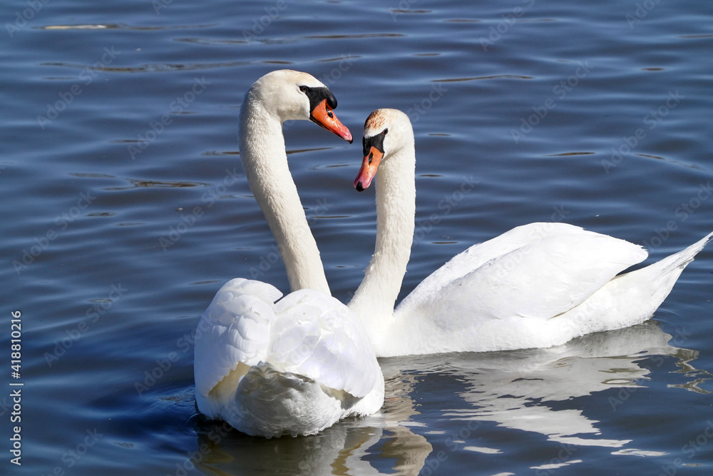 Swans at the lake in winter and spring Swans at the lake in winter and spring