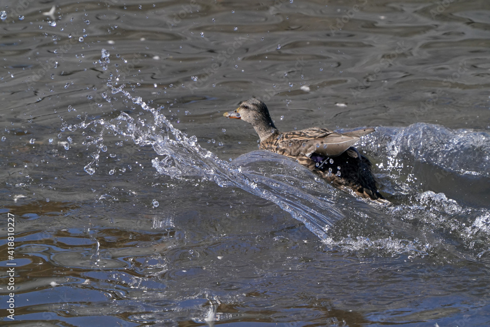 Mallard ducks in lake in winter on sunny day
Mallard ducks in lake in winter on sunny day