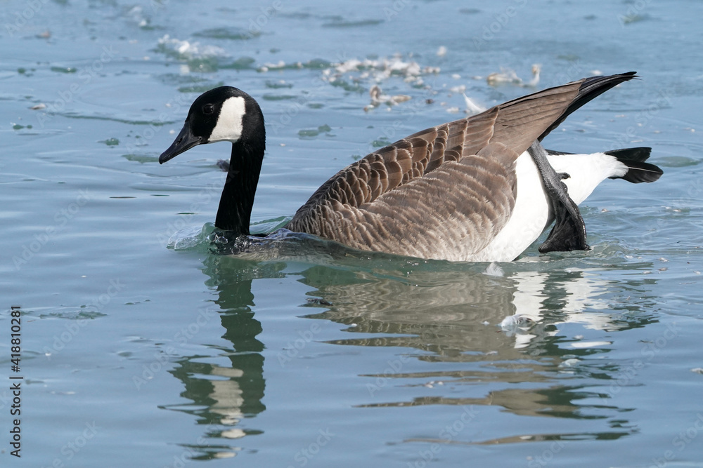 Fototapeta premium Canada geese in winter at lake on bright sunny freezing winter day. Swimming, walking and flying