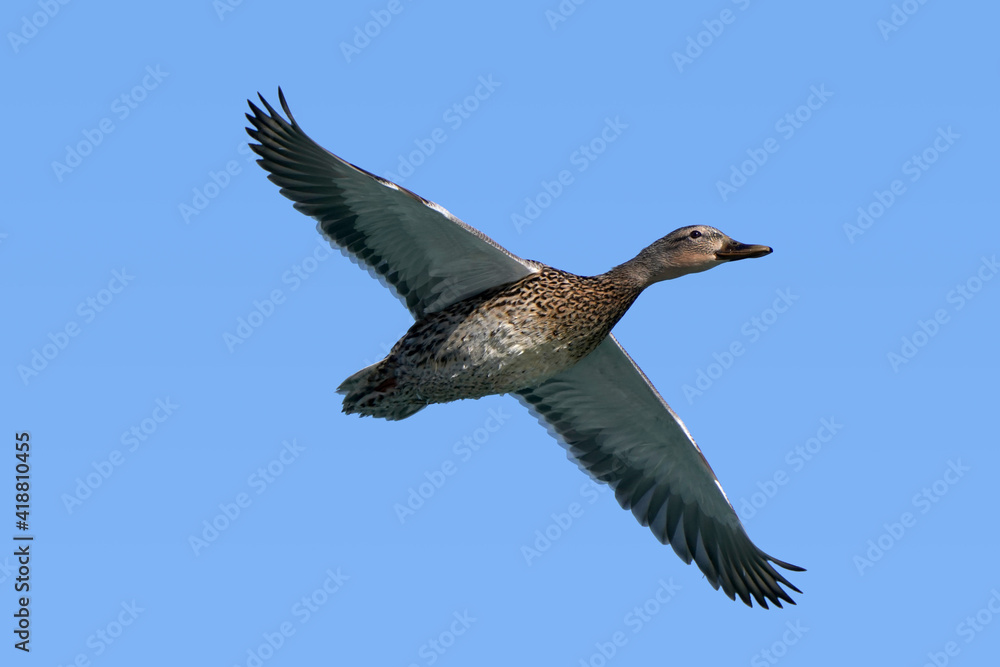 Fototapeta premium Mallard ducks in lake in winter on sunny day 