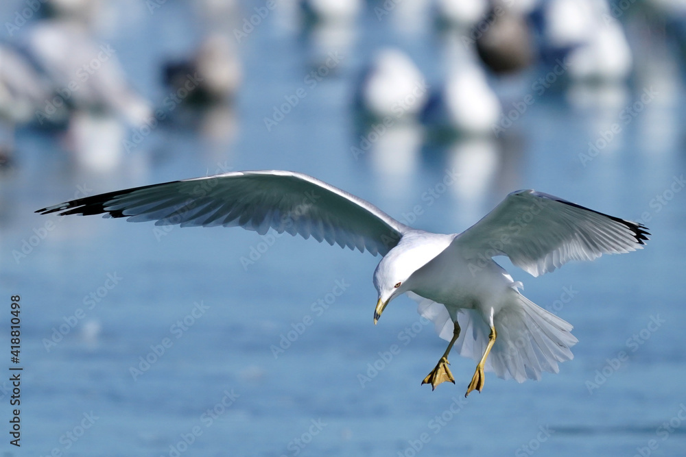 Ring billed gulls at the lake in winter flying landing flapping, fighting and resting in a big flock on ice Ring billed gulls at the lake in winter flying landing flapping, fighting and resting in a big flock on ice