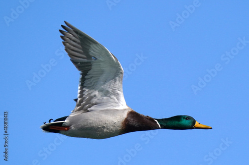 Mallard ducks in lake in winter on sunny day 