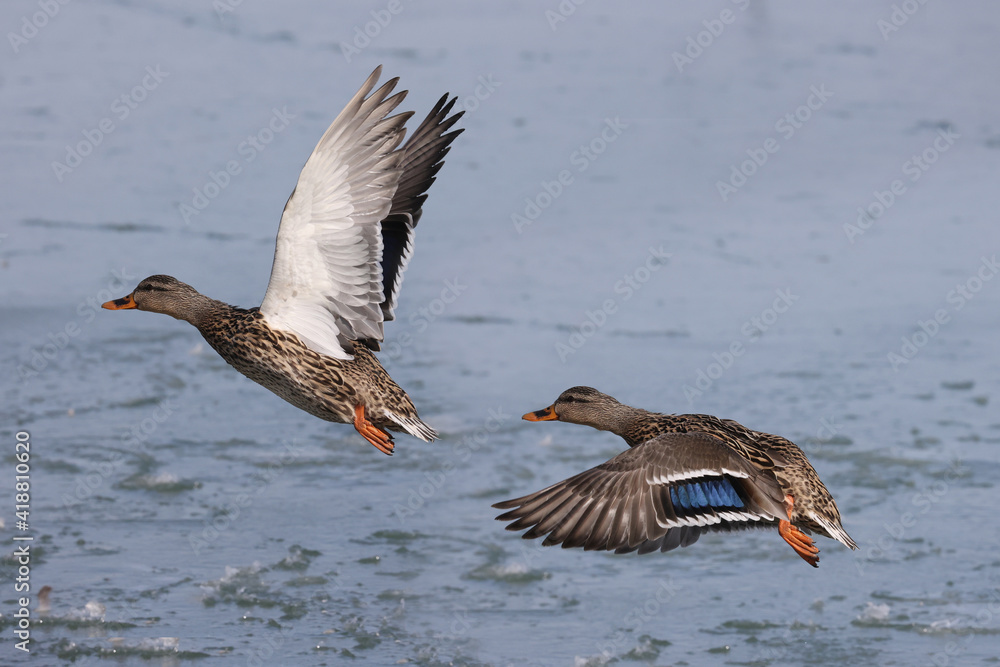 Mallard ducks in lake in winter on sunny day
Mallard ducks in lake in winter on sunny day