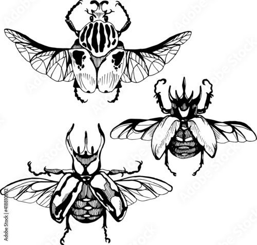 Illustration of hand drawn dung beetles
