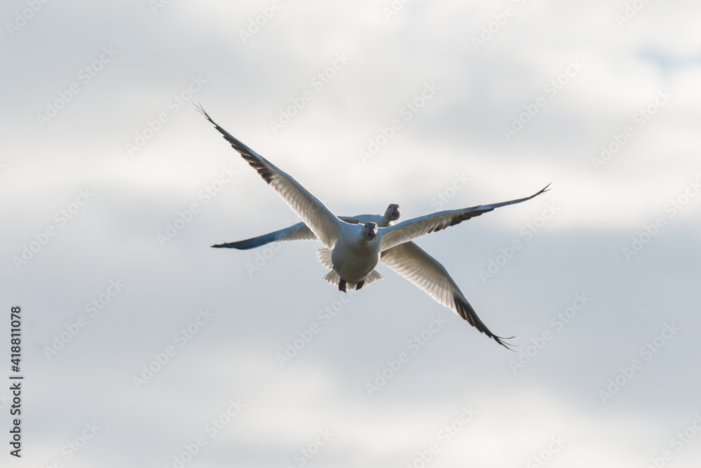 Fototapeta premium Reflective Geese