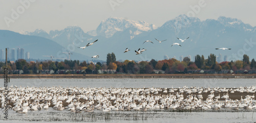 Steveston Jetty Geese