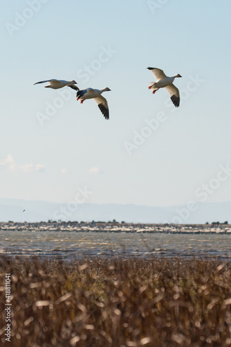 Flying Geese
