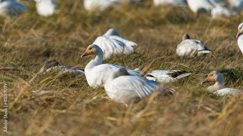 Goose resting
