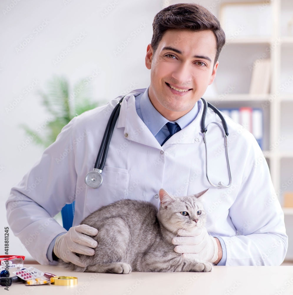 Vet examining sick cat in hospital Vet examining sick cat in hospital