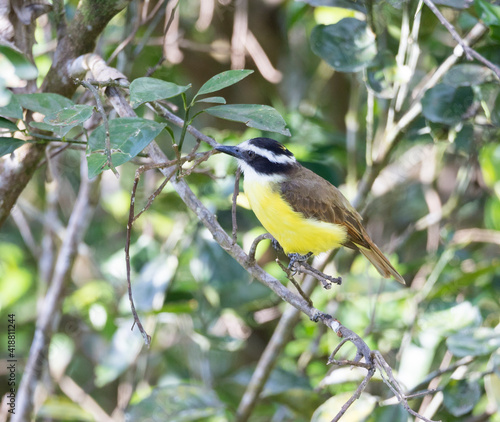 Social Flycatcher, Myiozetetes similis sitting on a tree in its natural habitat, Costa Rica