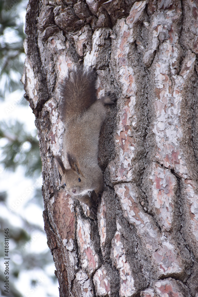 Obraz premium 太い松の木を下りるエゾリス