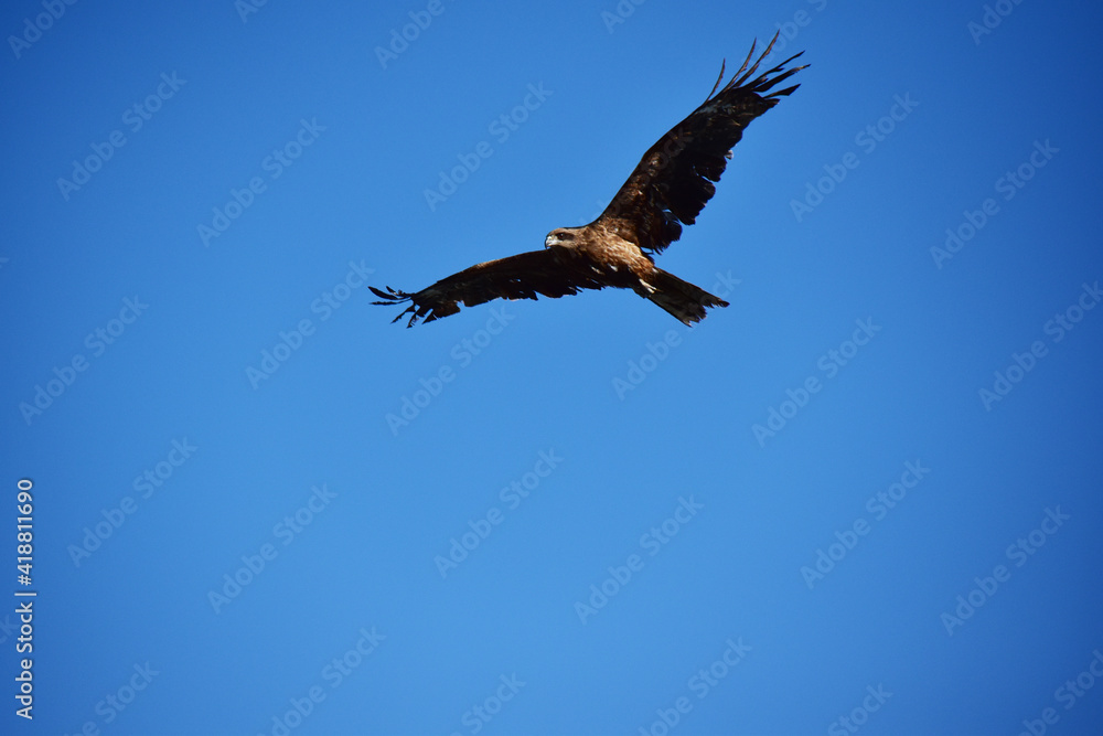 Obraz premium 上空のトビと青空