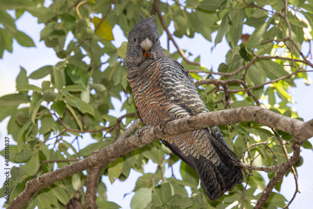 Female Gang Gang Cockatoo perched in tree Female Gang Gang Cockatoo perched in tree