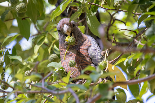 Female Gang Gang Cockatoo feeding on fruit of the Evergreen Dogwood, Cornus capitata photo