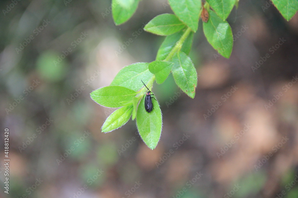 絨毛が生える葉にとまっているホタルの一種
