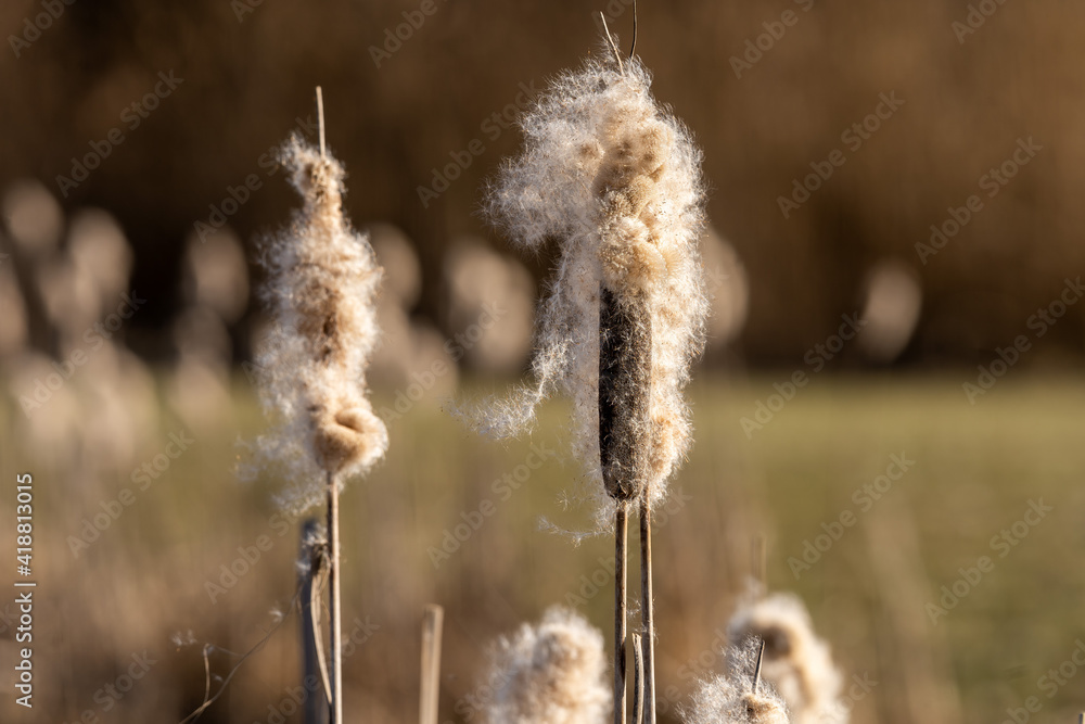 Schilfrohr | Schilfgras | Binsen | Binsengewächse an der Donau in Niederbayern Schilfrohr | Schilfgras | Binsen | Binsengewächse an der Donau in Niederbayern